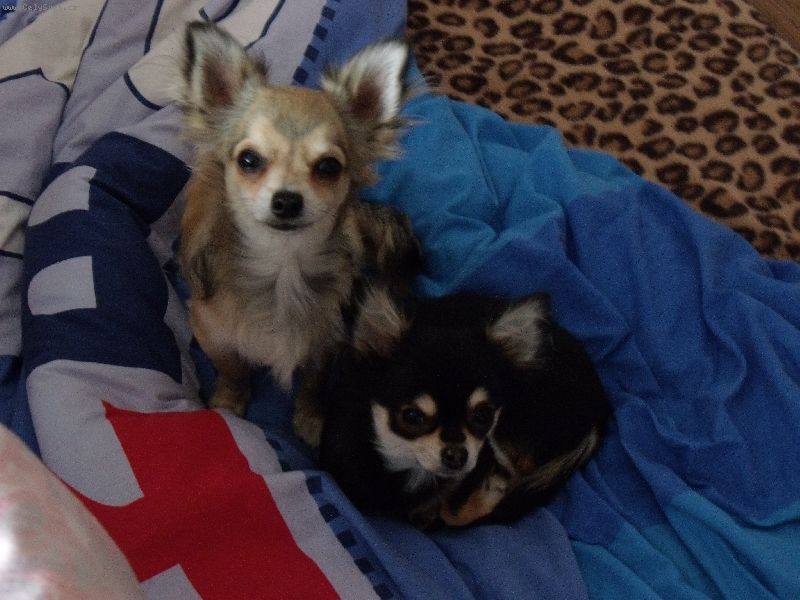 Foto: -Ahojky tak to jsou moji �ivav�ci Troll�k Satya (sobol� barva) a bez pp fenk