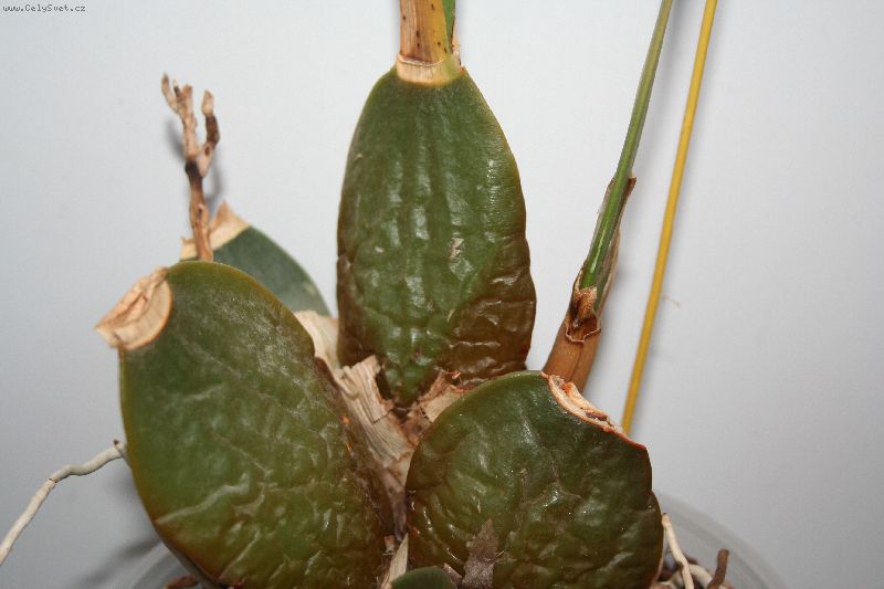 Foto: -dal�� foto: