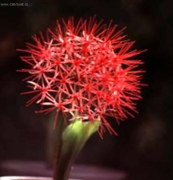 Fotky: Hemantus, krvokv�t, slon� ucho (foto, obrazky)