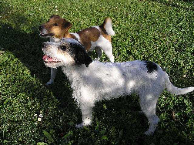 Fotky: Jack Russel�v Teri�r (foto, obrazky)