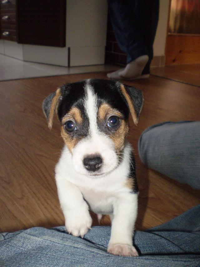 Fotky: Jack Russel�v Teri�r (foto, obrazky)