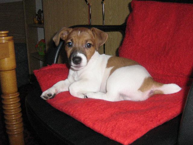 Fotky: Jack Russel�v Teri�r (foto, obrazky)