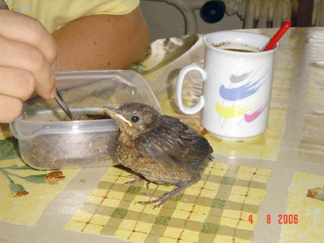 Fotky: Nalezen� pta�� ml��ata ! (foto, obrazky)