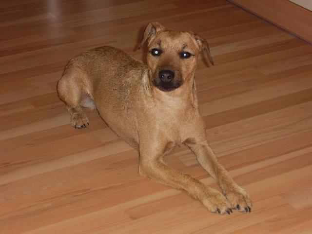 Fotky: Patterdale teri�r (foto, obrazky)