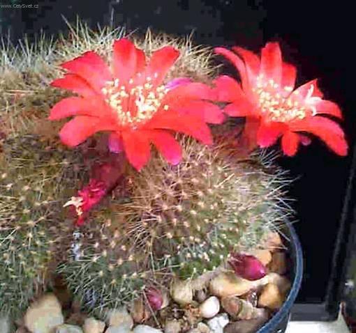 Foto: Rebutia miniscula