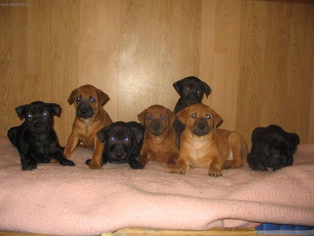 Fotky: Thajsk� ridgeback (foto, obrazky)