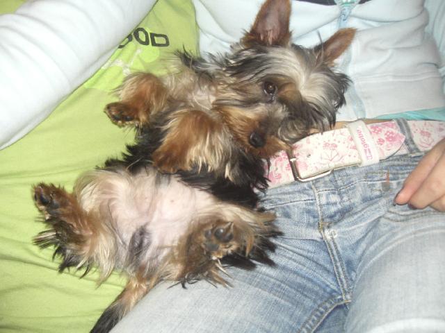 Fotky: York��rsk� terier (foto, obrazky)