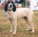 Ps plemena:  > Arigeois (Ariege Hound)