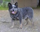 Ps plemena:  > Australsk honck pes (Australian Cattledog)