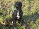 Ps plemena:  > Bandog (Bandogge)