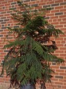 Pokojov rostliny: Rostliny z ozdobnmi listy > Blahoet ztepil, Araukrie (Araucaria)