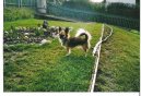 Ps plemena:  > ivava (Chihuahua)