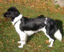Ps plemena:  > Frzsk oha (Stabyhoun, Frisian Pointing Dog)
