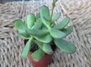 Kotyledon