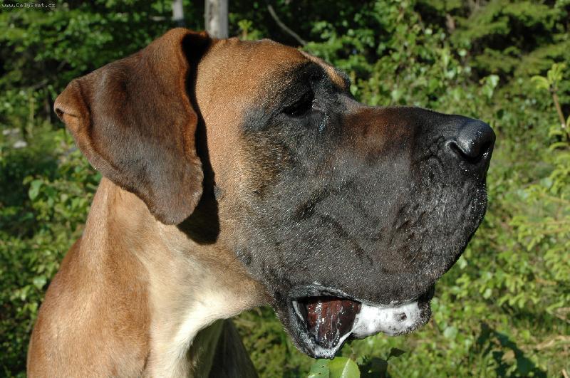 Foto: Akki Sylvadog Bohemia