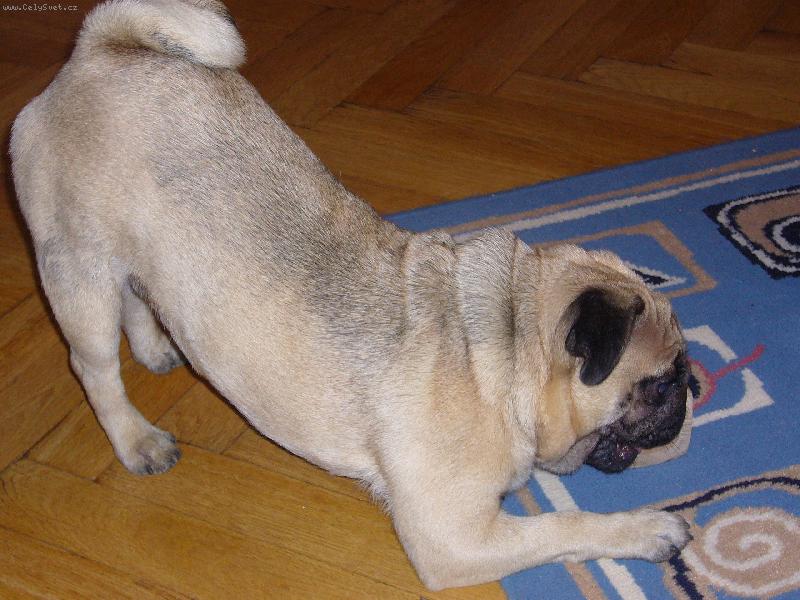 Foto: Hugou�ek-pojd si hr�t!