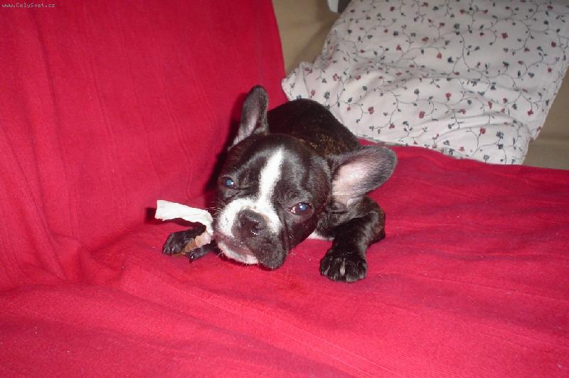 Foto: Gabi-Gabi a kosti�ka...