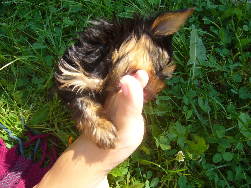 Foto: hmm to je v�n�! :-))