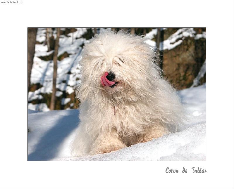 Foto: Bonie Cher Lady Coton-Mlask!