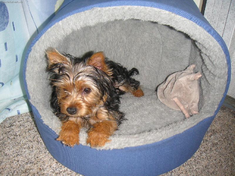 Foto: Maci�ek v pel�ku-Maxime