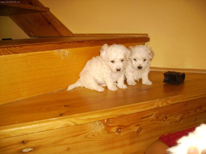 Foto: na schodech-�t���tka naschodech