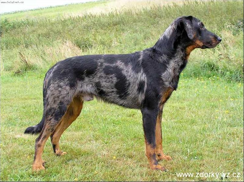 Foto: Beauceron harlek�n