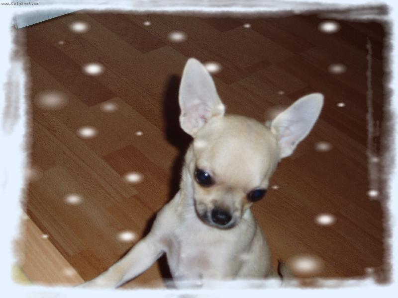 Foto: Sam�k-Sn��?Nebo se mi to zd�?:)