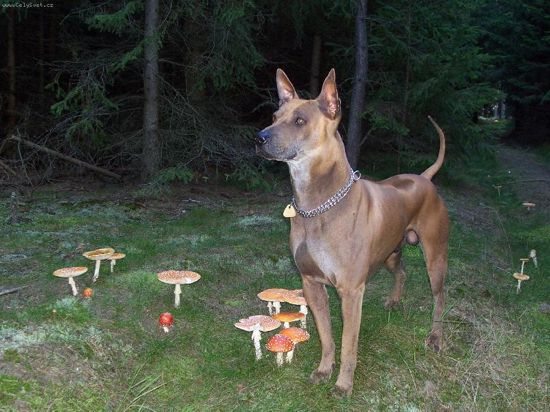 Foto: takhle sb�r�m j�...-epiny