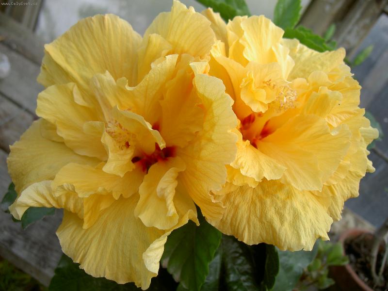 Foto: Ibi�ek ��nsk�