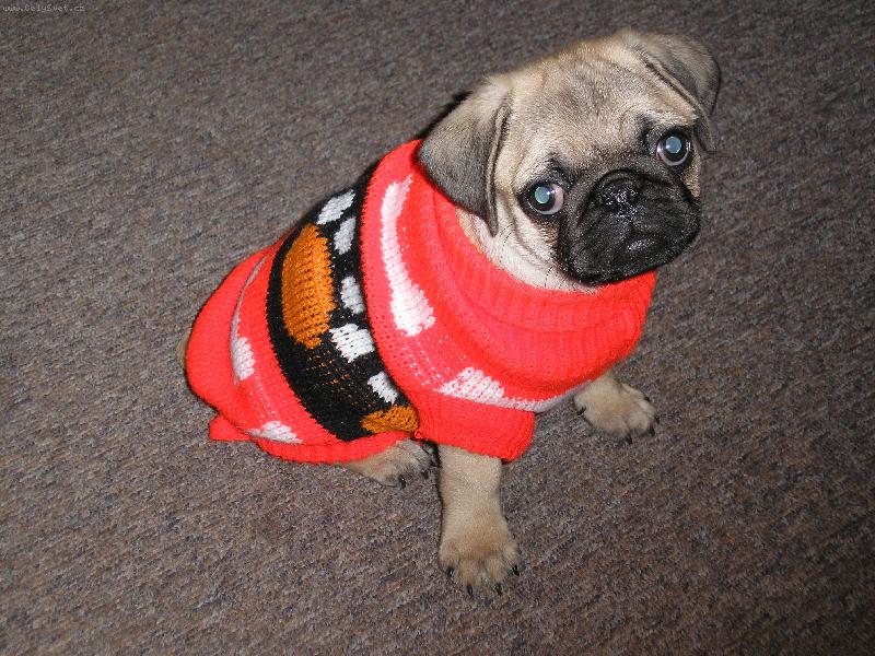 Foto: Ebinka ve svetru