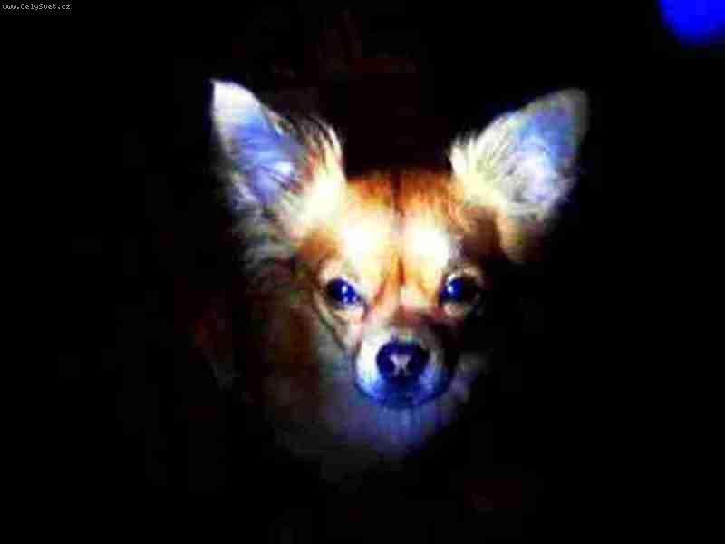 Foto: Ciko-modra....