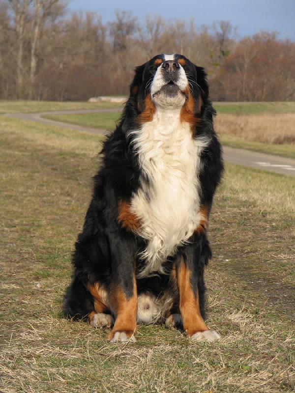 Foto: Azor from Billabongfarm-www.azor.euweb.cz