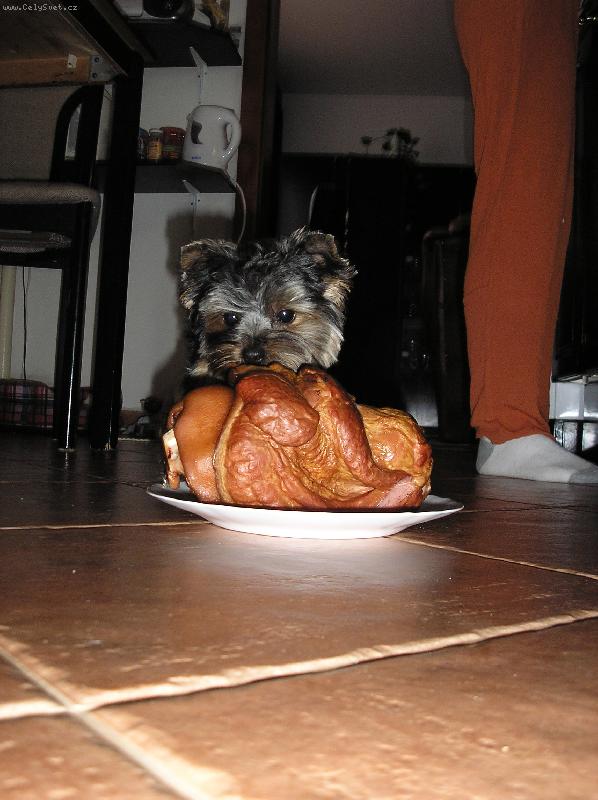 Foto: to je pap�ni�ko