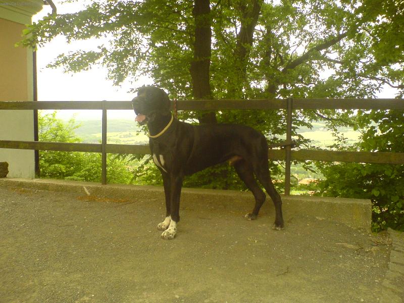 Foto: Dante �esk� Sirius