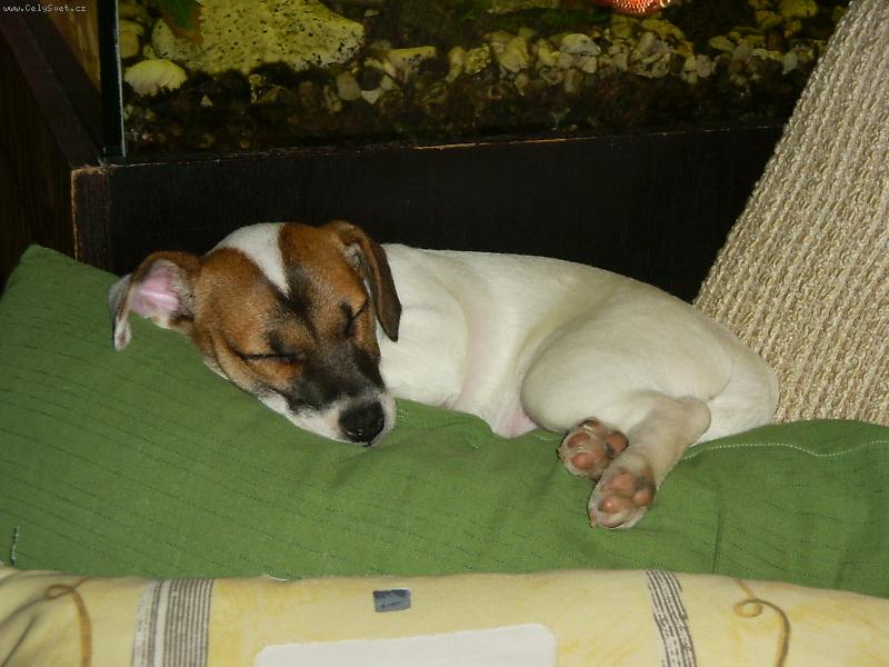 Foto: Spike je�t� mal�