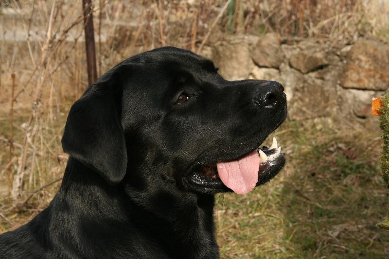 Foto: Sid-1rok, 36kilo, 62cm :-)