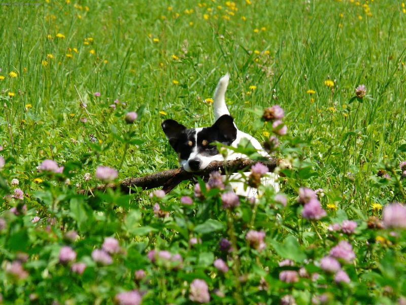 Foto: Joy�k s klac�kem