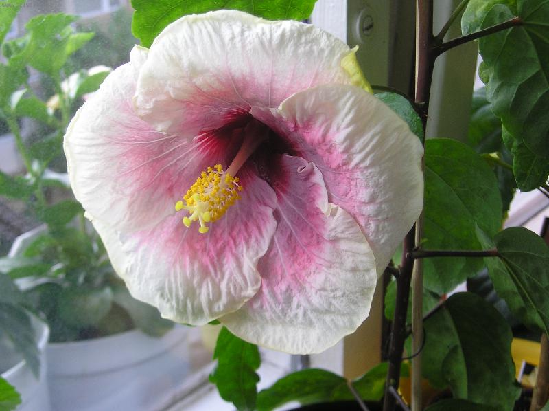 Foto: ibi�ky-smoukey mountain