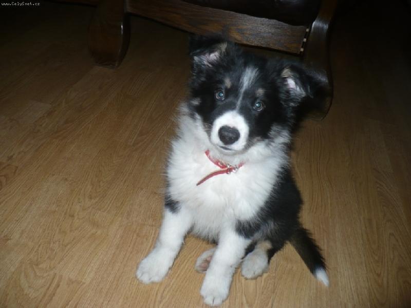 Foto: Coffee-Moje mal� border�tko