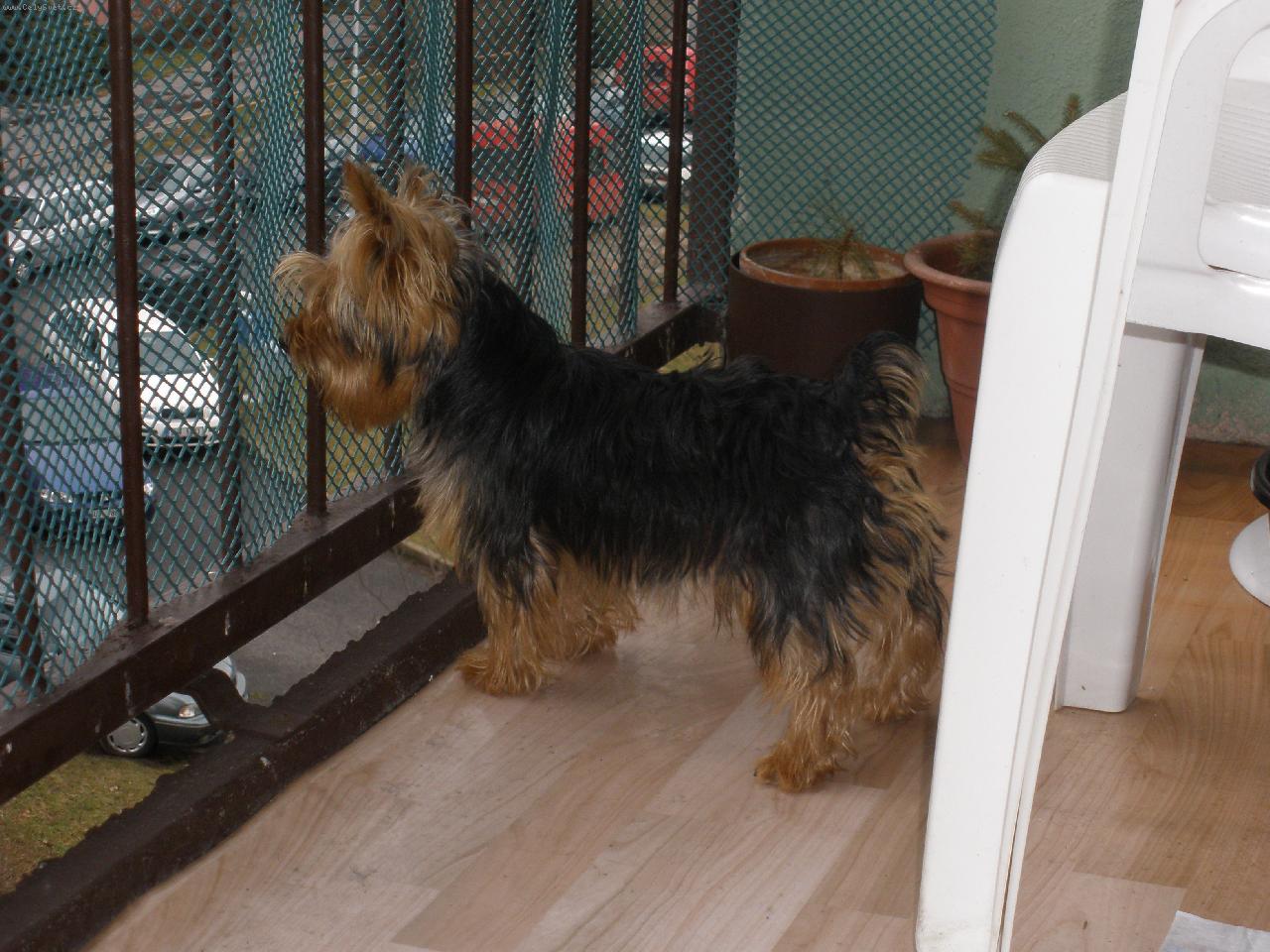 Foto: M�j mil��ek Terry-kouk�m na pejsky:)