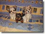 Snoopy Sa�a a S�ra