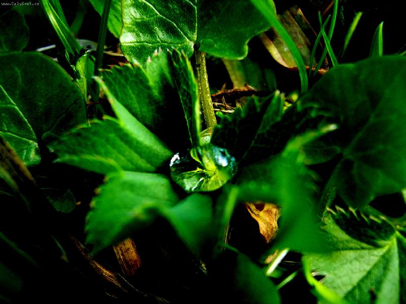 Foto: Rosa na kontryhelu