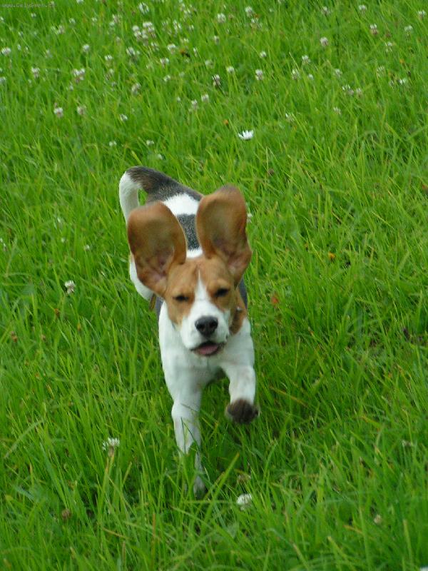 Foto: j� si l�t�m,l�t�m jako kr�l�k?-ps� mickeymouse