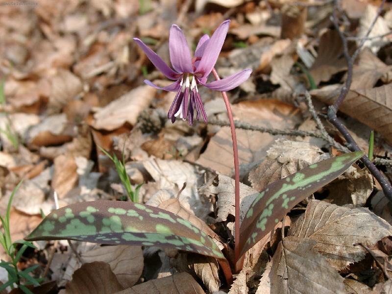 Foto: kand�k ps� zub