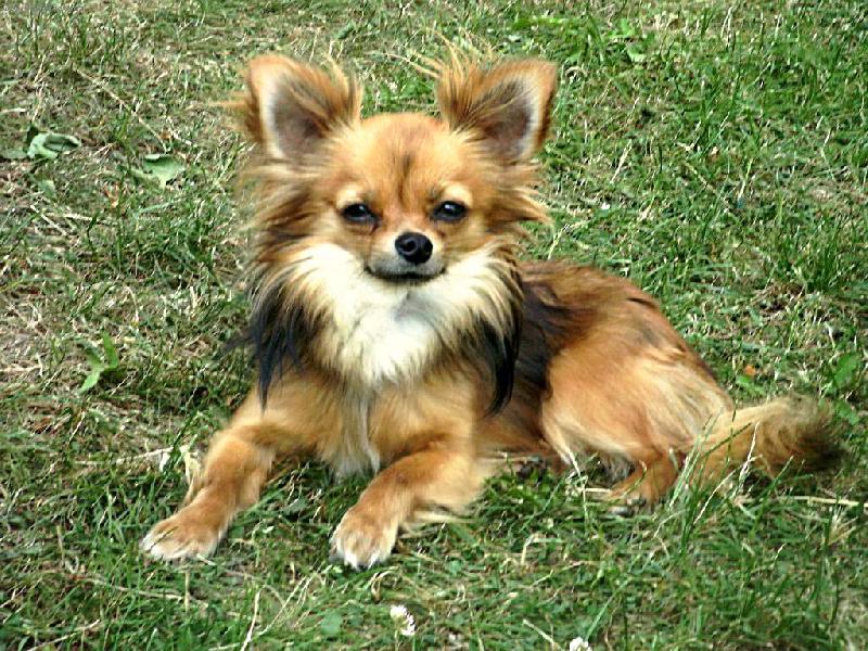 Foto: �ol�k odpo��v�