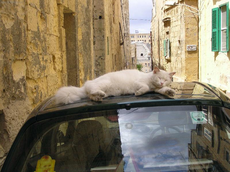 Foto: Odpoledn� siesta-ko�ka