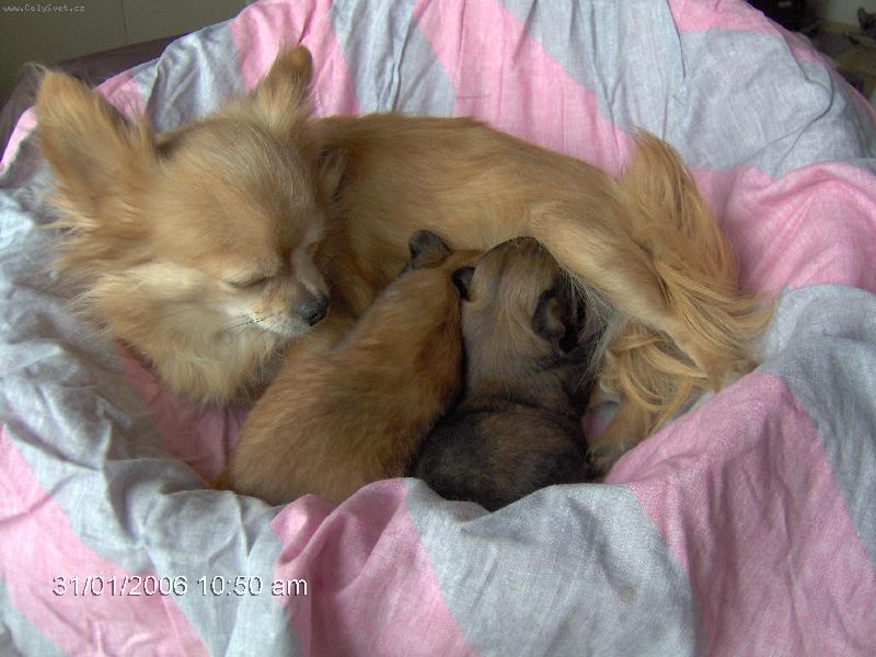 Foto: �ivav� rodinka-n�ha