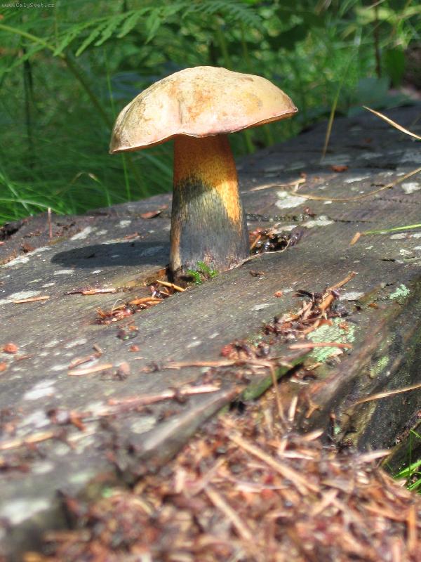 Foto: opu�t�n�