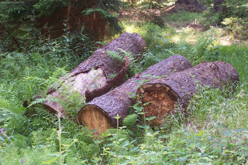 Foto: t�i brat�i