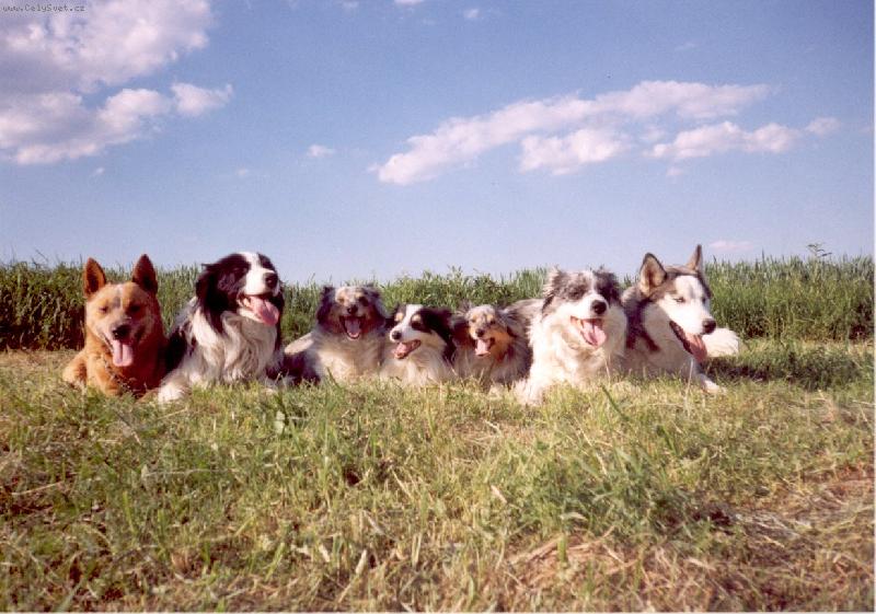 Foto: SILN� OSMI�KA-Bor�elHus